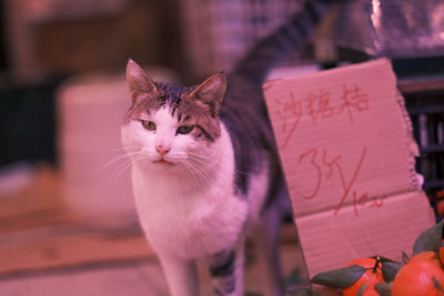 Close-up portrait of cat at home