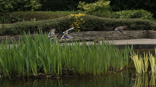 Scenic view of birds in lake