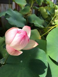 Close-up of pink water lily