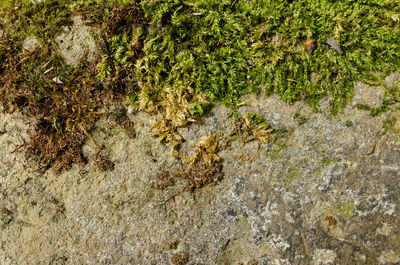 High angle view of lizard on grass