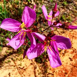 Close-up of pink flowers