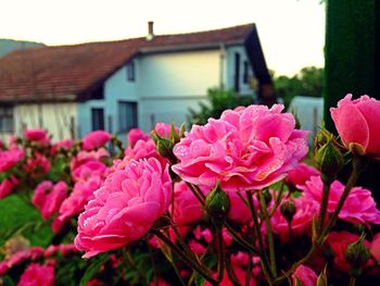 Close-up of pink flowers blooming outside house