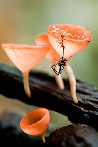 Close-up of mushroom on wood