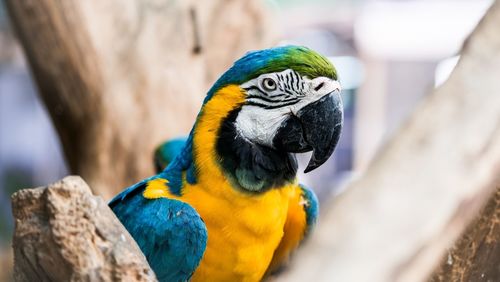 Close-up of a parrot