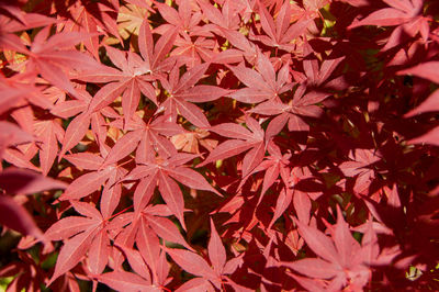 Full frame shot of red maple leaves