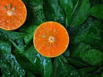 High angle view of orange fruits on wet leaves