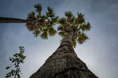 Low angle view of coconut palm tree against sky