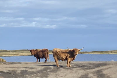 Horses standing in a farm