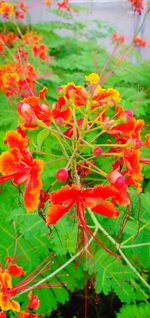 Close-up of red flowering plant