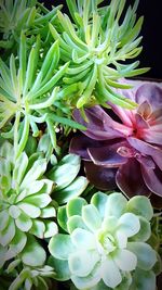 High angle view of succulent plant