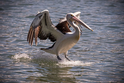 Pelican landing on water