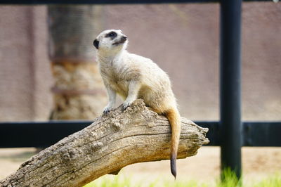 Close-up of a meerkat on branch