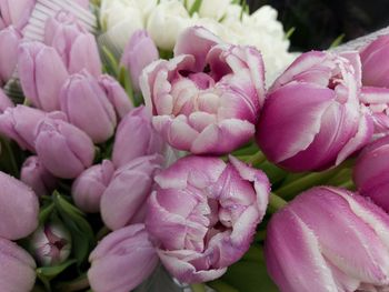 Close-up of pink flowers