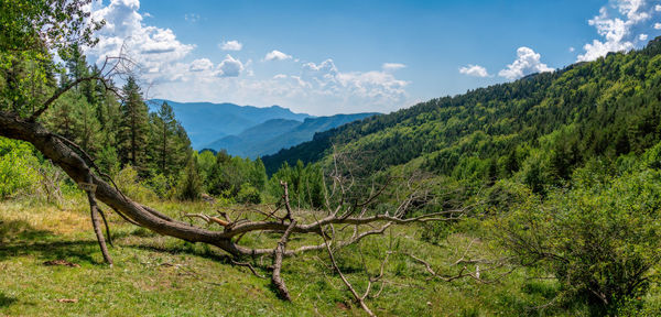 Scenic view of trees and mountains against sky