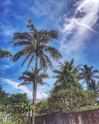 Low angle view of palm trees against sky