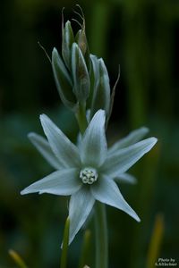 Close-up of flower