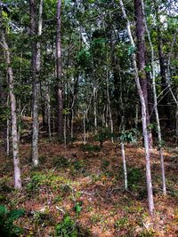 Trees on field in forest
