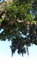 Low angle view of trees