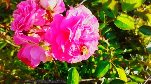 Close-up of pink flowers