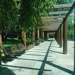 Empty footpath along trees