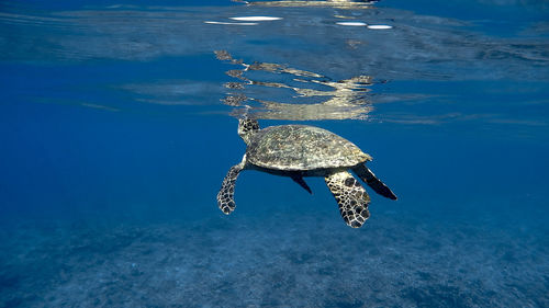 Hawksbill sea turtle at apo reef coral garden