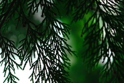 Close-up of leaves against trees