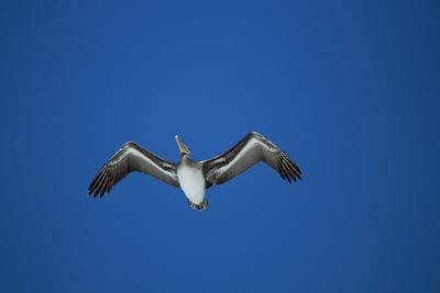 Low angle view of seagull flying against clear blue sky