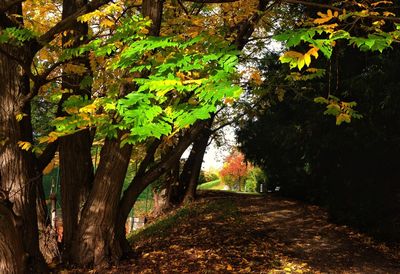 Footpath in forest