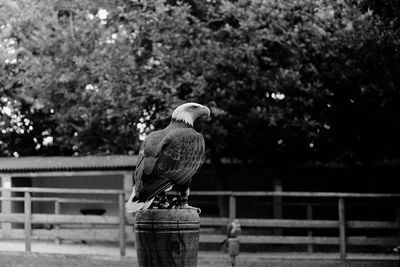 Close-up of bird perching on railing against trees