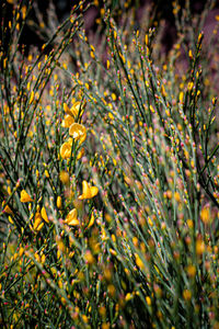 Close-up of yellow flowering plant