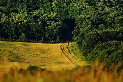 Dirt road amidst trees in forest