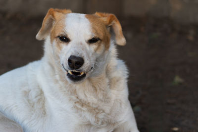 Portrait of dog relaxing on field