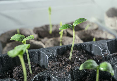 Close-up of small potted plant