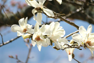 Close-up of white cherry blossoms in spring