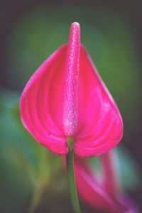 Close-up of pink rose flower