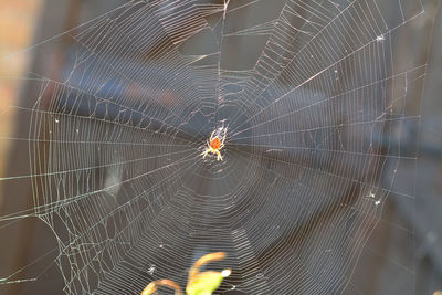 Close-up of spider on web against sky