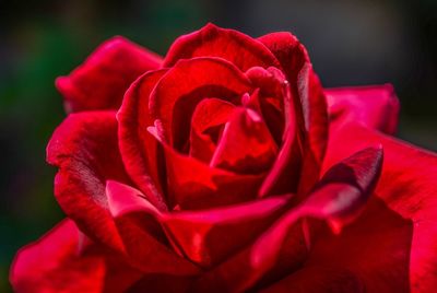 Close-up of red rose blooming outdoors