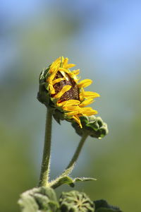 Close-up of insect on yellow flower