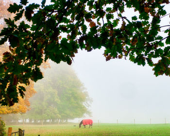 Trees on field against sky