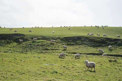 Sheep on the green dairy farm in new zealand.