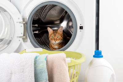 A cute bengal cat sits in an empty washing machine. laundry basket nearby