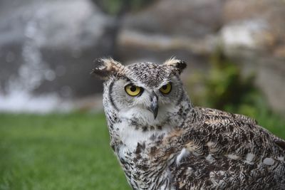 Close-up portrait of owl on field