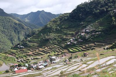 High angle view of rice paddy