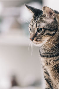 Close-up of a cat looking away