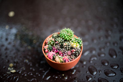 High angle view of potted plant on table