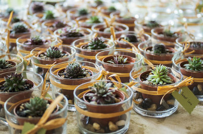 Potted plants arranged on floor