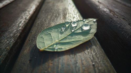 Close-up of water drops on wood