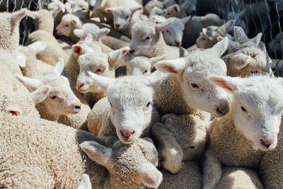 Close-up of sheep