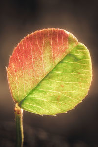 Close-up of leaf against black background