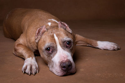 Close-up portrait of dog lying on floor